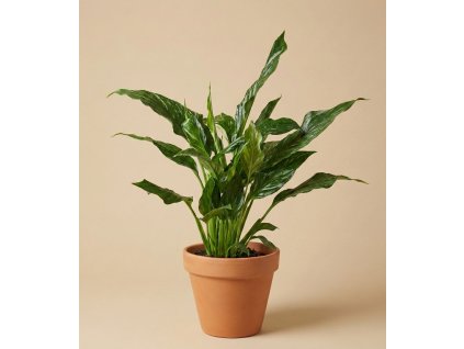 Spathiphyllum 'Diamond', Ø 12 cm