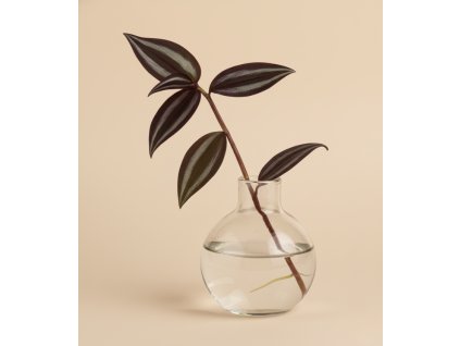 Tradescantia zebrina (Voděnka) - Řízek