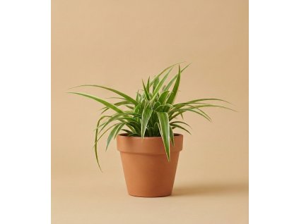 Chlorophytum comosum 'Ocean', Ø 12 cm