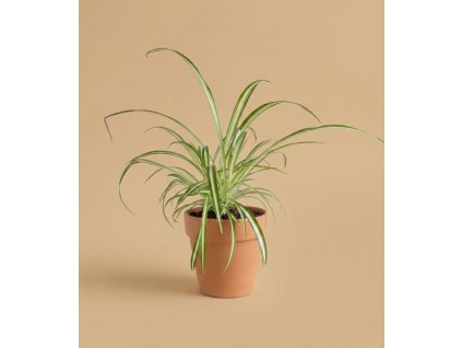 Chlorophytum comosum 'Variegatum', Ø 12 cm