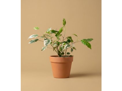 Hibiscus rosa sin. variegata Ø 12 cm