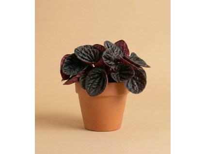 Peperomia 'Chocolat'
