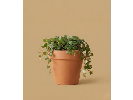Peperomia 'Pepperspot', Ø 11 cm
