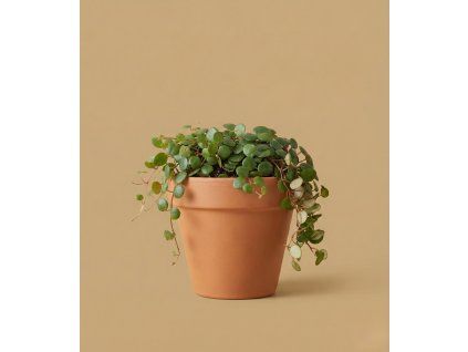 Peperomia 'Pepperspot', Ø 12 cm