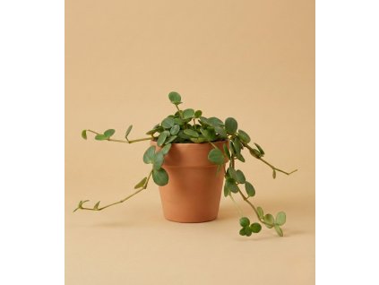 Peperomia tetraphylla 'Hope', Ø 12 cm
