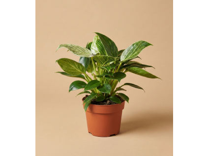 Philodendron 'Birkin', Ø 11-12 cm