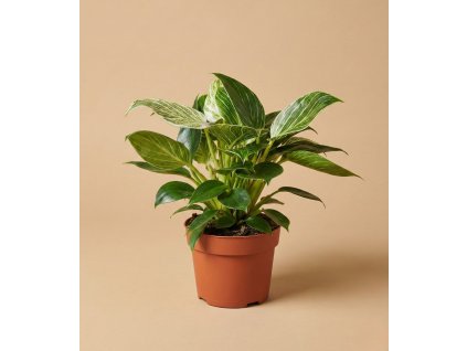 Philodendron 'Birkin', Ø 12 cm