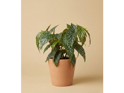 Begonia 'Double Dot', Ø 12 cm