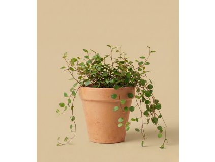 Peperomia 'Pepperspot', Ø 6 cm