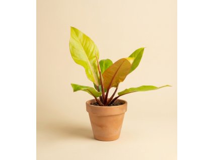 Philodendron 'Red Cherry', Ø 9 cm