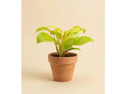 Philodendron 'Malay Gold', Ø 12 cm