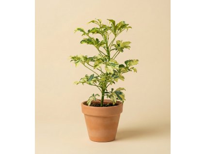 Schefflera arbicola 'Janine', Ø 8 cm