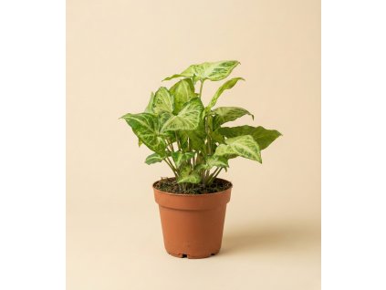 Syngonium 'Arrow', Ø 12 cm