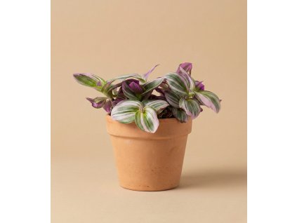 Tradescentia 'Nanouk', Ø 12 cm