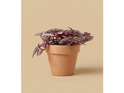 Tradescentia 'Pink Paradise', Ø 6 cm