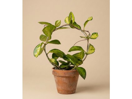 Hoya carnosa 'tricolor', Ø 9 cm