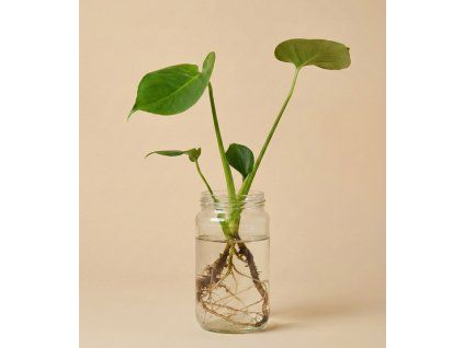 Monstera deliciosa - Řízek malý