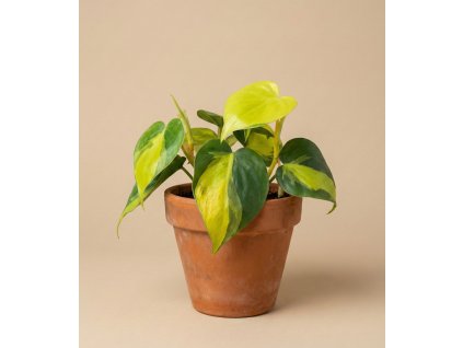 Philodendron scandens 'Brasil', Ø 12 cm