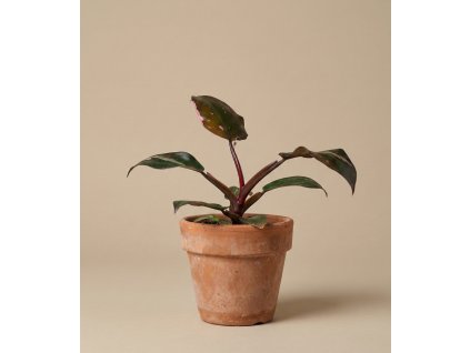 Philodendron 'Pink Princess', Ø 6 cm