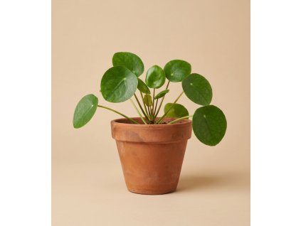 Pilea 'peperomioides', Ø 11 cm