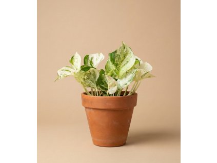 Epipremnum Happy Leaf, Ø 12 cm