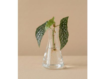 Begonia 'Double Dot' - Řízek