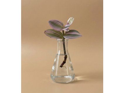 Tradescentia 'Nanouk' - Řízek