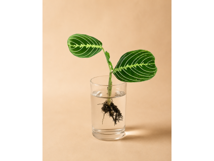 Maranta 'Lemon Lime' - Řízek