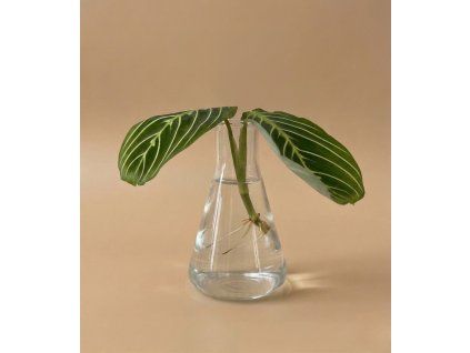 Maranta 'Lemon Lime' - Řízek