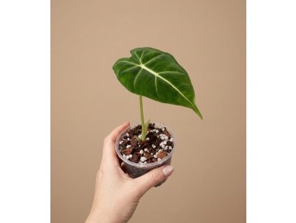 Alocasia 'Frydek', Ø 8 cm