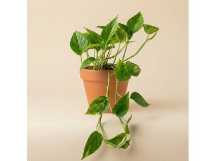 Epipremnum aureum, Ø 12 cm