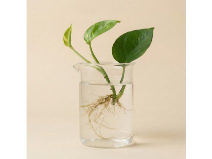 Epipremnum 'Global green' - Řízek