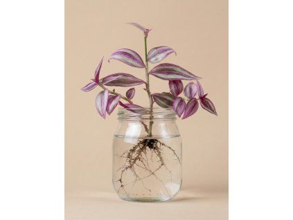 Tradescentia 'Pink Paradise' - Řízek