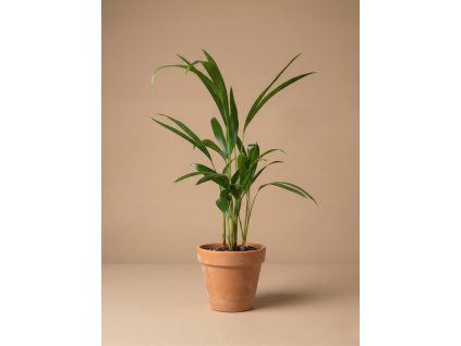 Dypsis lutescens, Ø 10,5 cm