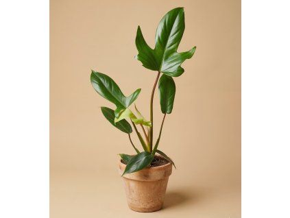Philodendron 'Panduriforme', Ø 12 cm