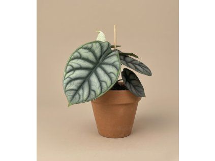 Alocasia 'Silver Dragon', Ø 12 cm
