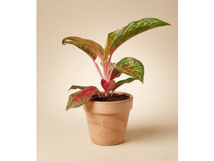 Aglaonema 'Lychee Red', Ø 12 cm