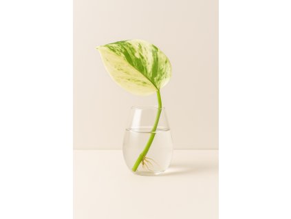 Epipremnum Happy Leaf - Řízek