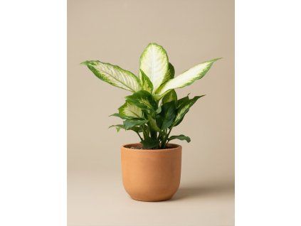 Dieffenbachia 'Camilla', Ø 12 cm
