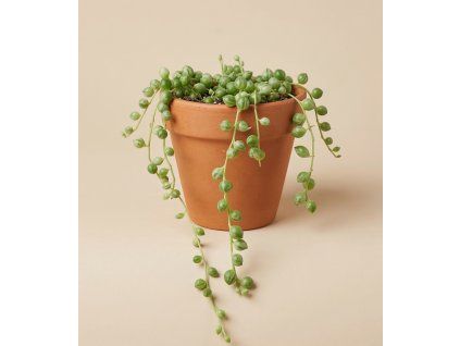 Senecio 'rowleyanus', Ø 6 cm