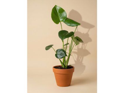 Monstera deliciosa, Ø 12 cm