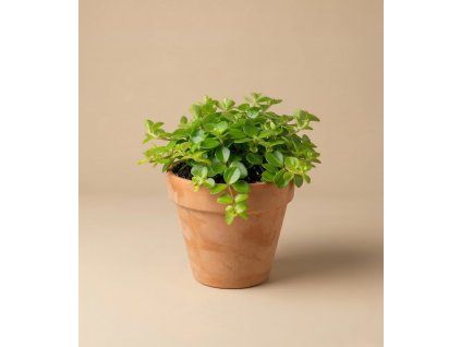 Peperomia 'rotundifolia', Ø 12 cm