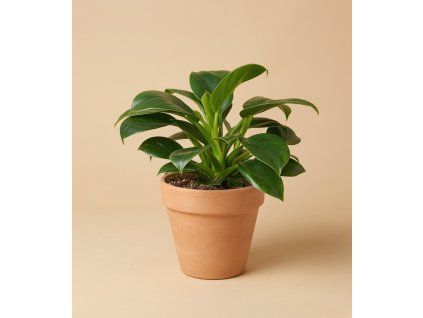 Philodendron 'Green princess', Ø 11 cm