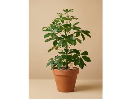 Schefflera arboricola Nora, Ø 13 cm