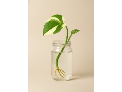 Epipremnum pinnatum 'N'Joy - Řízek