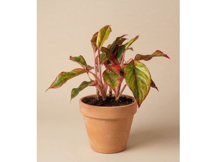 Aglaonema 'Crete', Ø 12 cm