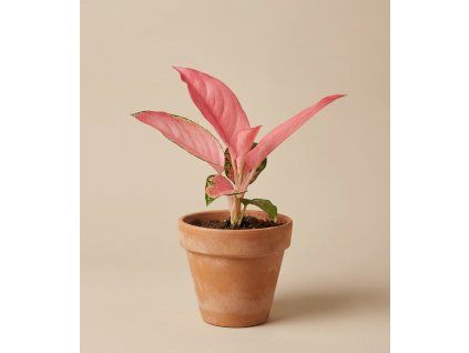 Aglaonema 'Flamingo', Ø 12 cm