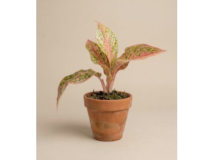 Aglaonema 'Prestige', Ø 9 cm