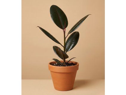 Ficus elastica 'Abidjan', Ø 12 cm
