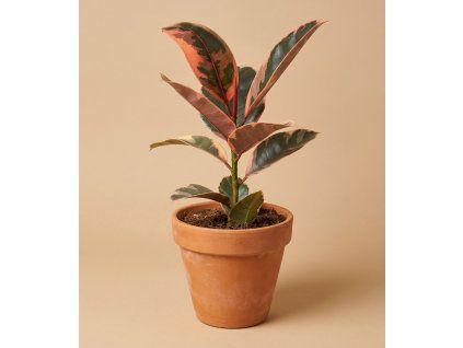 Ficus elastica 'Belize', Ø 14 cm